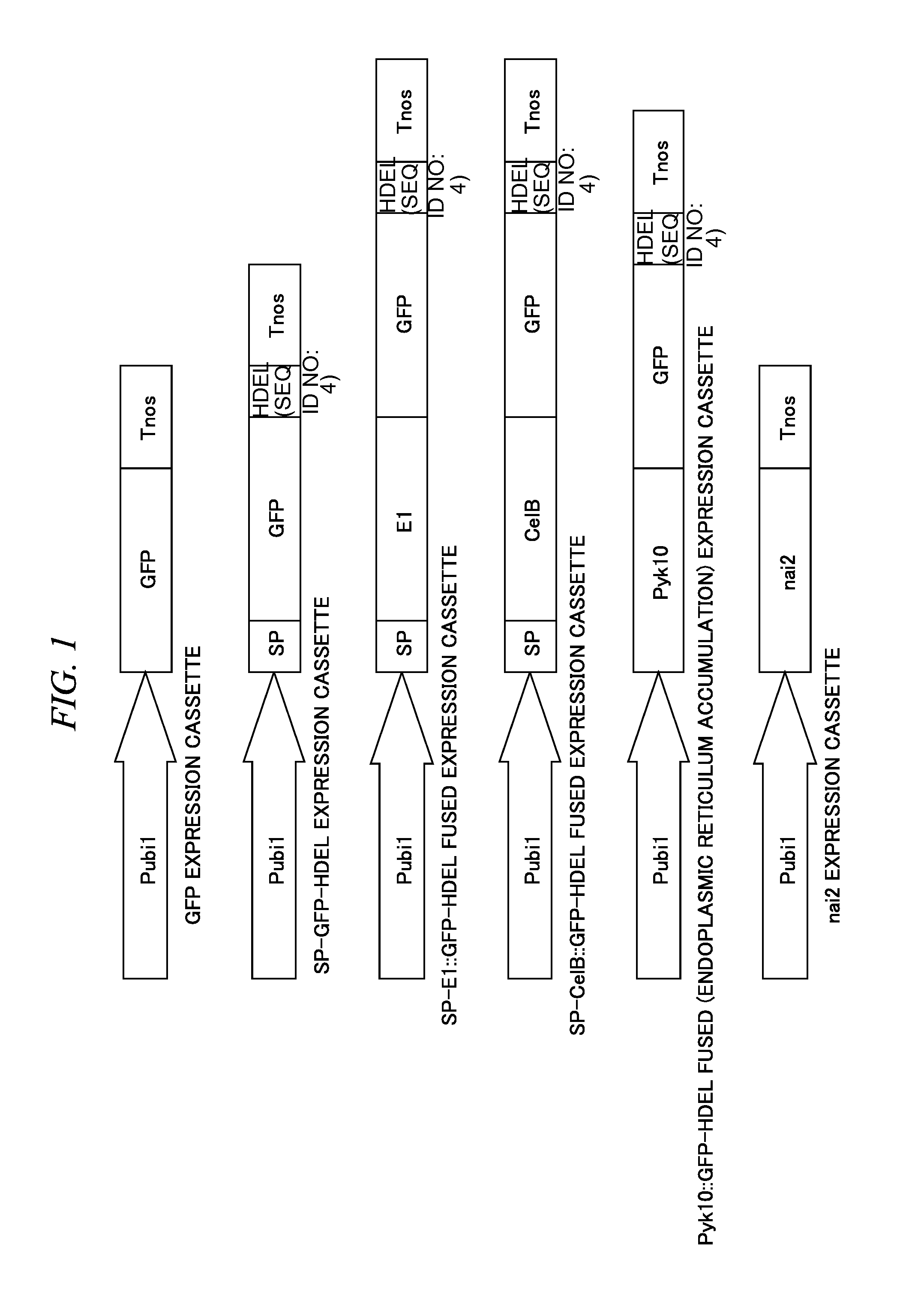 Method For Accumulating A Protein In Plant Cell