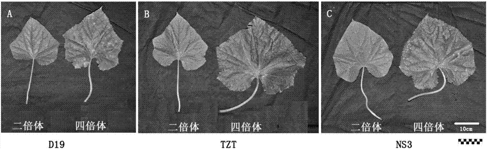 Cucumber breeding method based on induced polyploid and identification method of polyploid plants