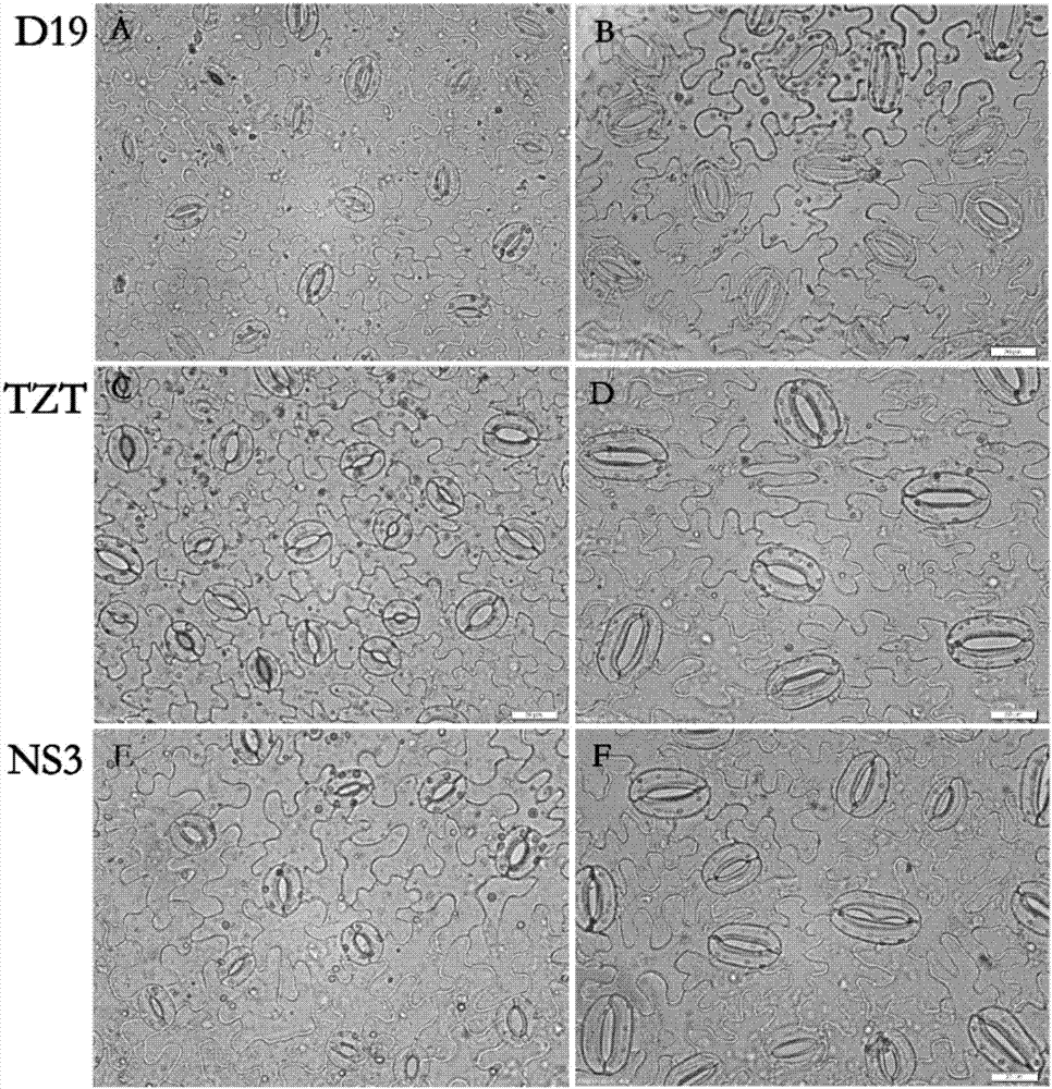 Cucumber breeding method based on induced polyploid and identification method of polyploid plants