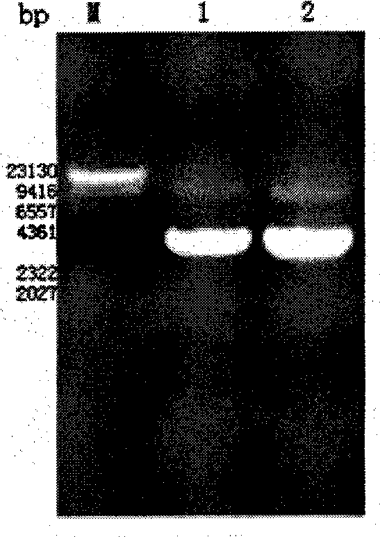 Bt cryaAc22 gene with insecticidal activity for Lepidoptera insect and application thereof