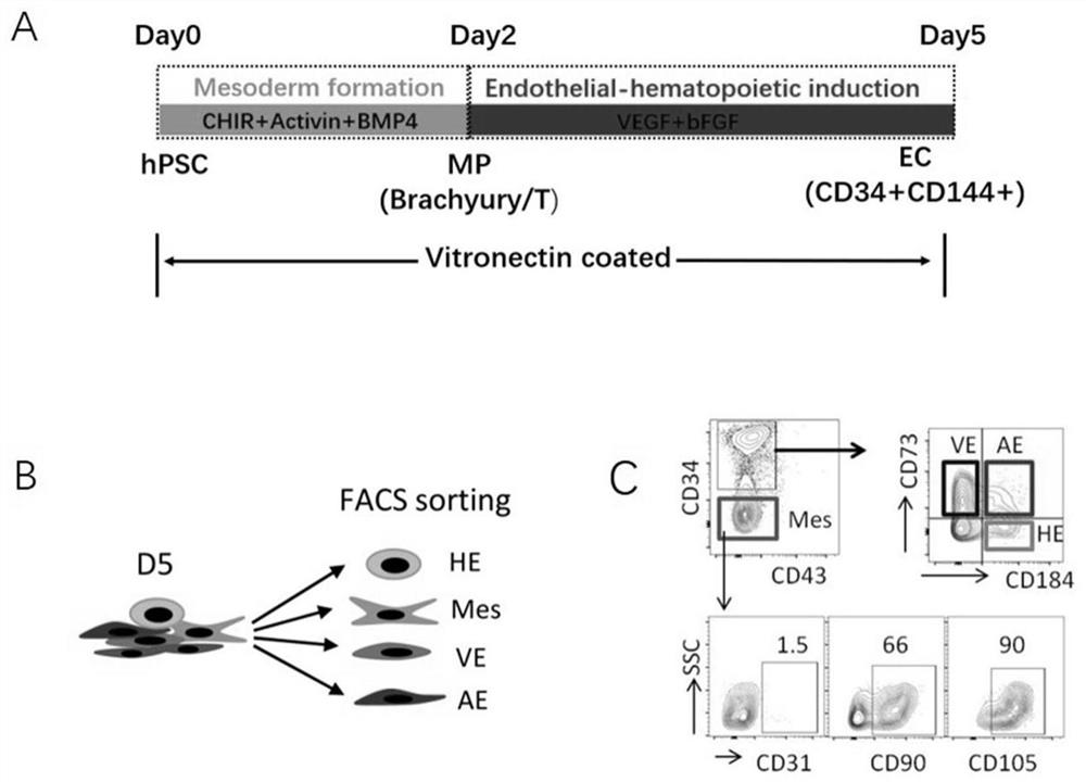 Method for promoting regeneration of functional T cells by arterial endothelium