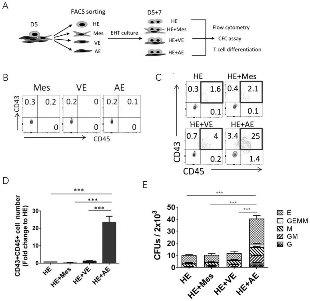 Method for promoting regeneration of functional T cells by arterial endothelium