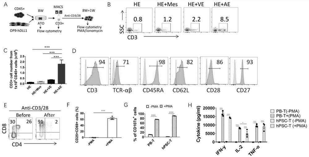 Method for promoting regeneration of functional T cells by arterial endothelium