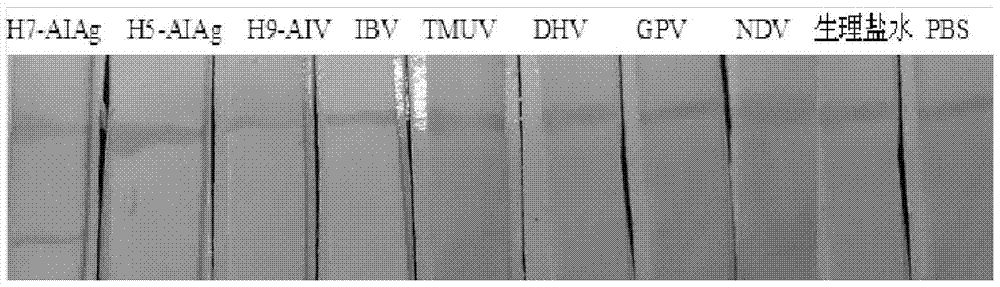 A kind of anti-h7 subtype avian influenza virus monoclonal antibody and its application