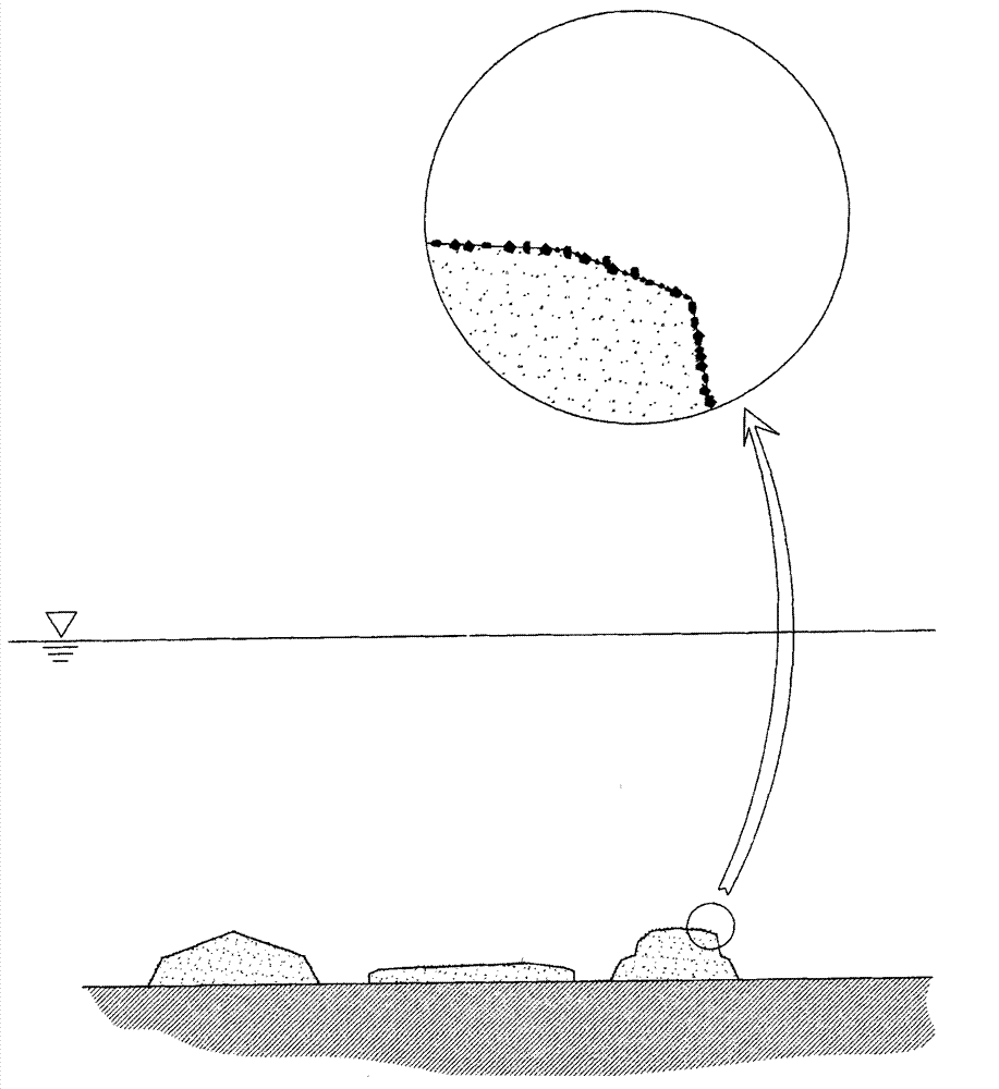 Artificial attaching method of algae spores of natural rock and artificial structure in water