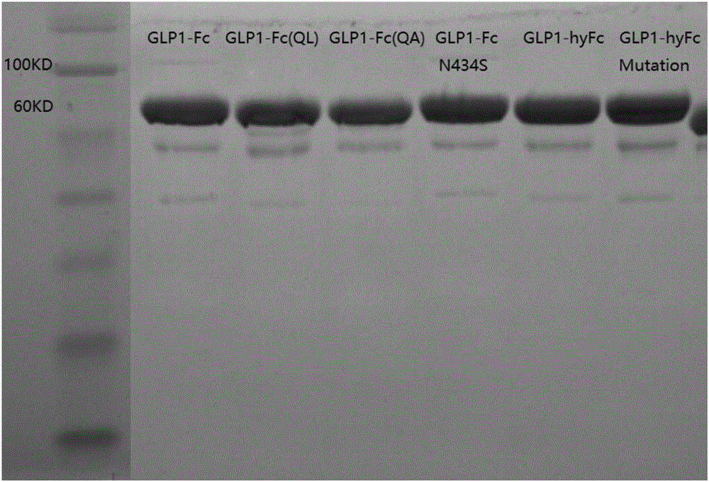 GLP-1 Analogue-Fc Fusion Protein And Preparation Method And Application ...