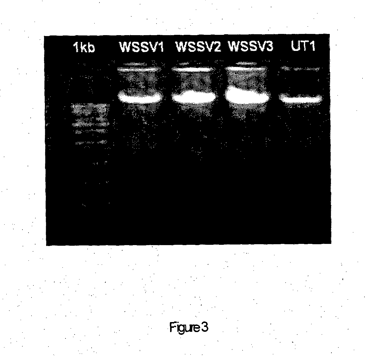Method for producing bio-active agent for the prevention of disease caused by white spot syndrome baculovirus complex and a bio-active agent derived thereof