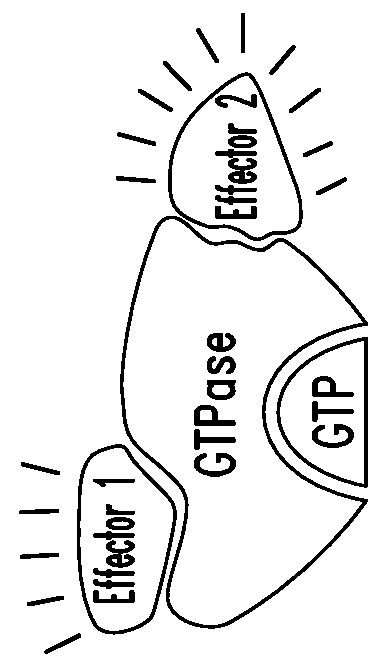 Covalent inhibitors of Kras G12C