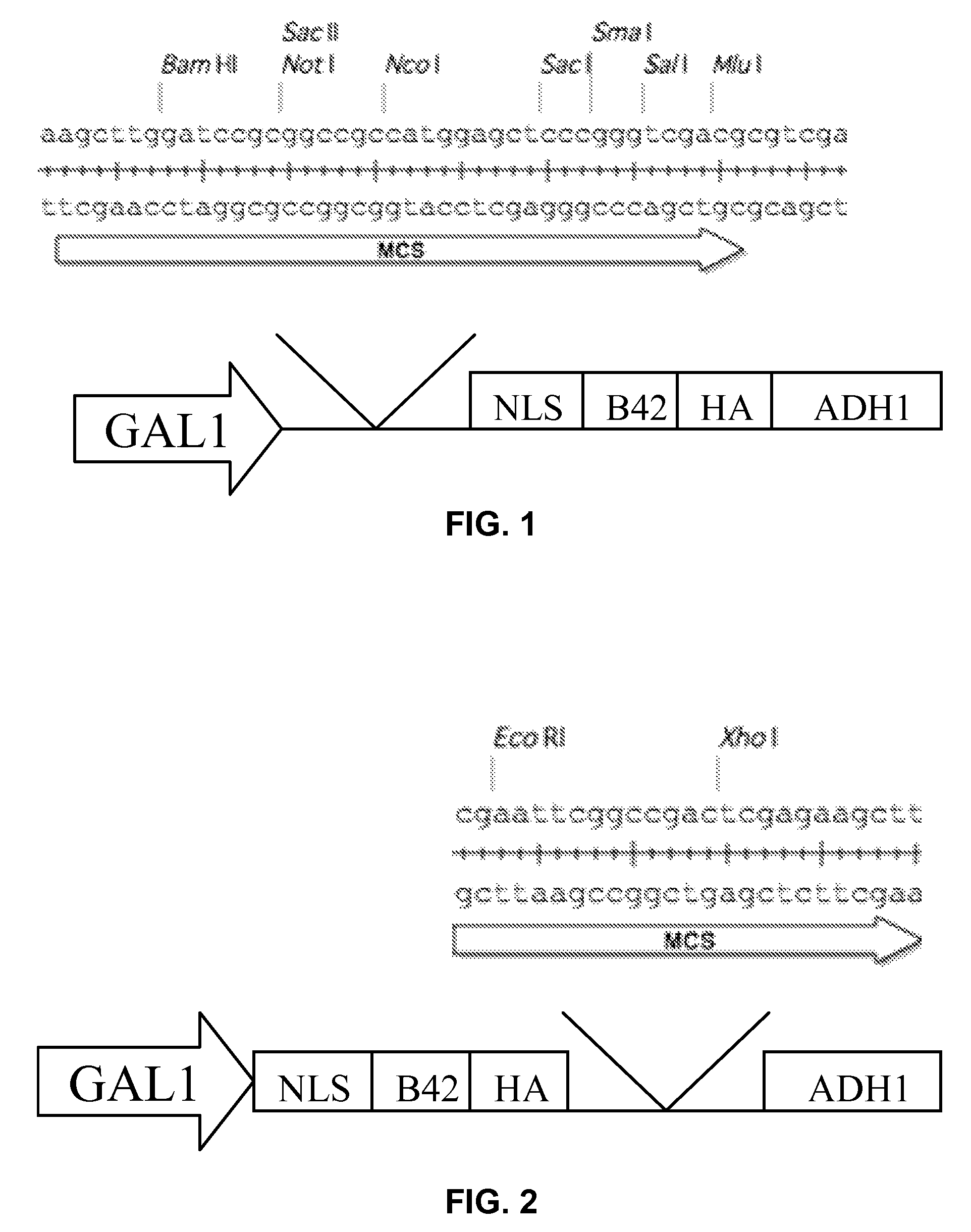 System for pulling out regulatory elements using yeast