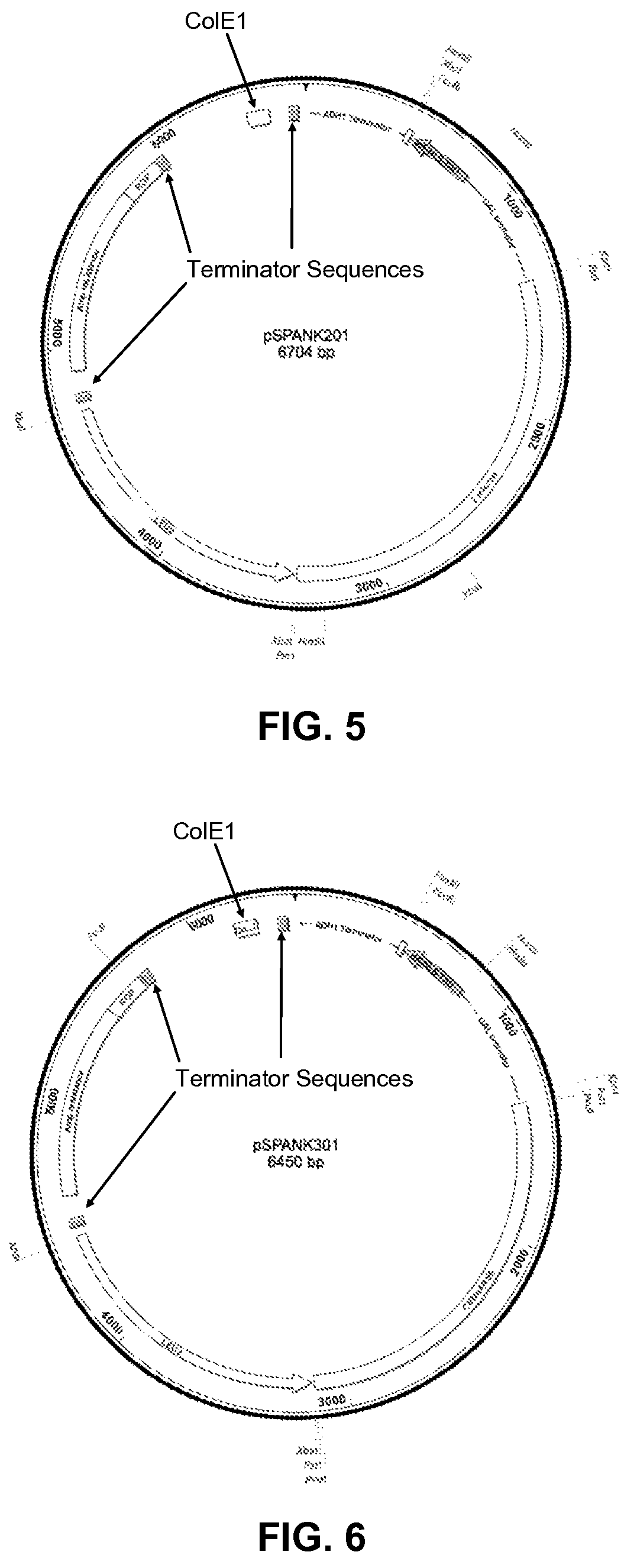 System for pulling out regulatory elements using yeast