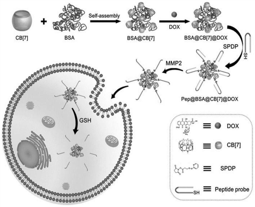 A tumor-targeted drug carrier and its preparation method and application