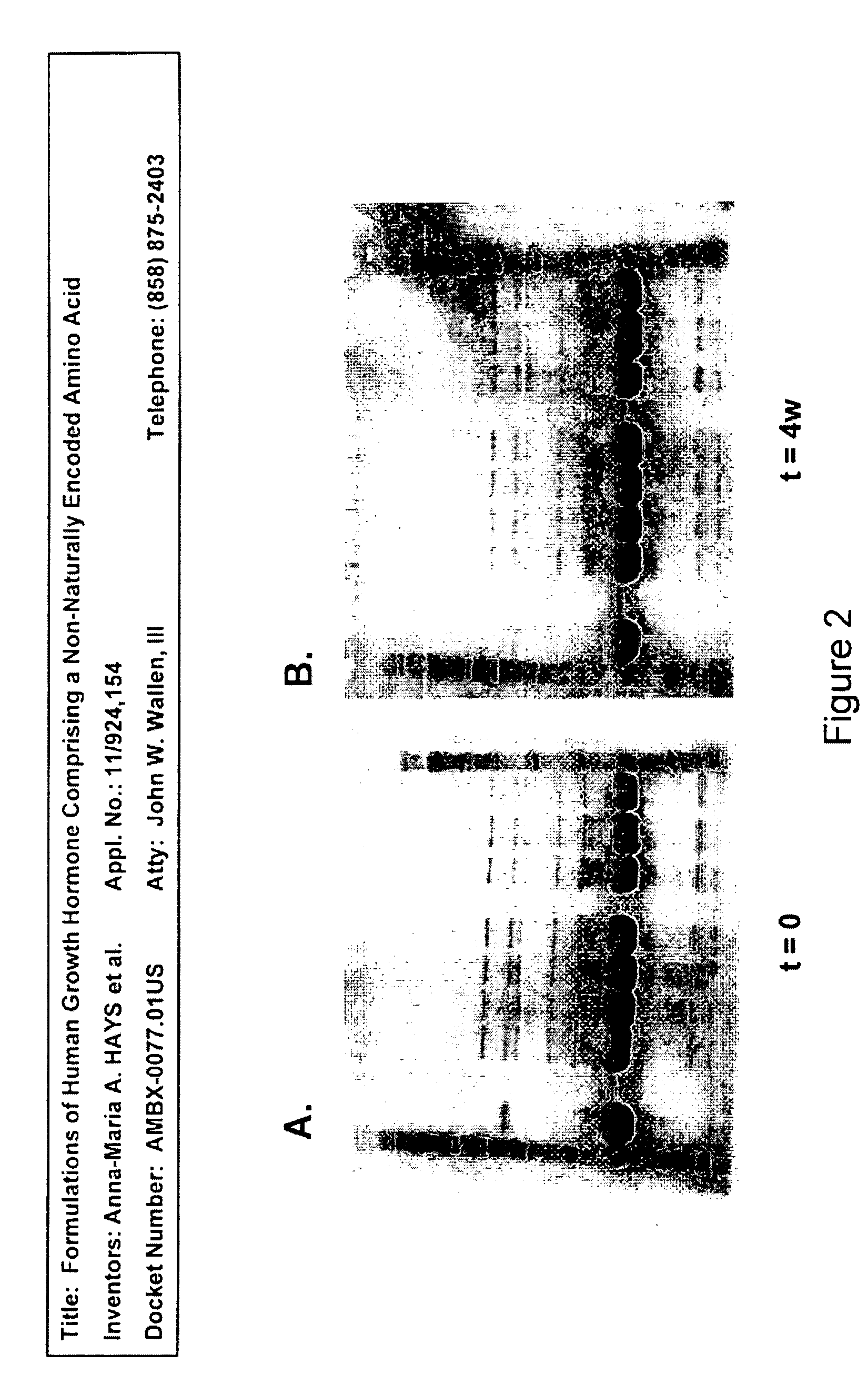 Formulations of Human Growth Hormone Comprising a Non-Naturally Encoded Amino Acid