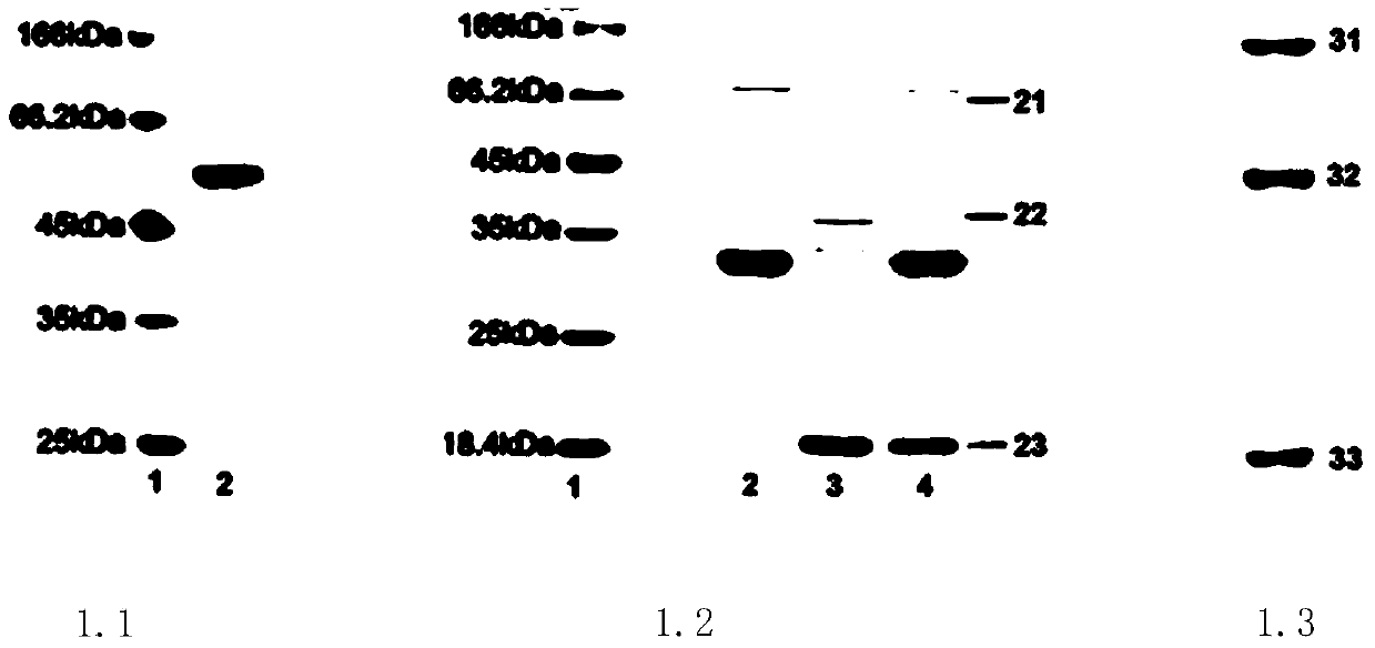 Tumor necrosis factor related apoptosis ligand fusion protein, and method of preparation and use thereof