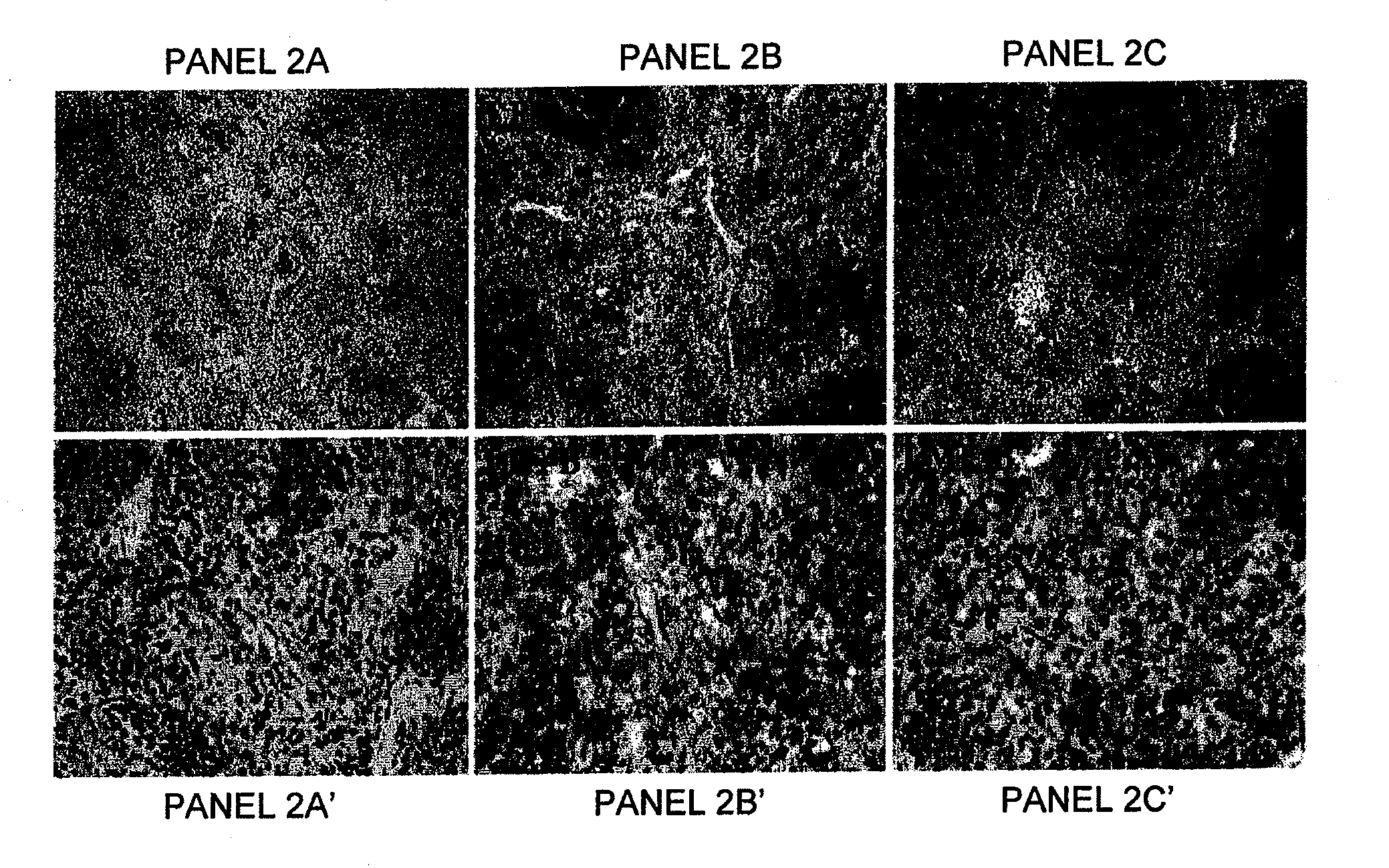 Methods and Compositions for Treating Inflammation and Inflammation-Related Pathologies