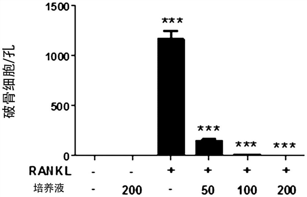 Composition for improving, preventing, or treating bone diseases or metabolic diseases, including novel lactobacillus sakei cvl-001 strain and culture medium thereof