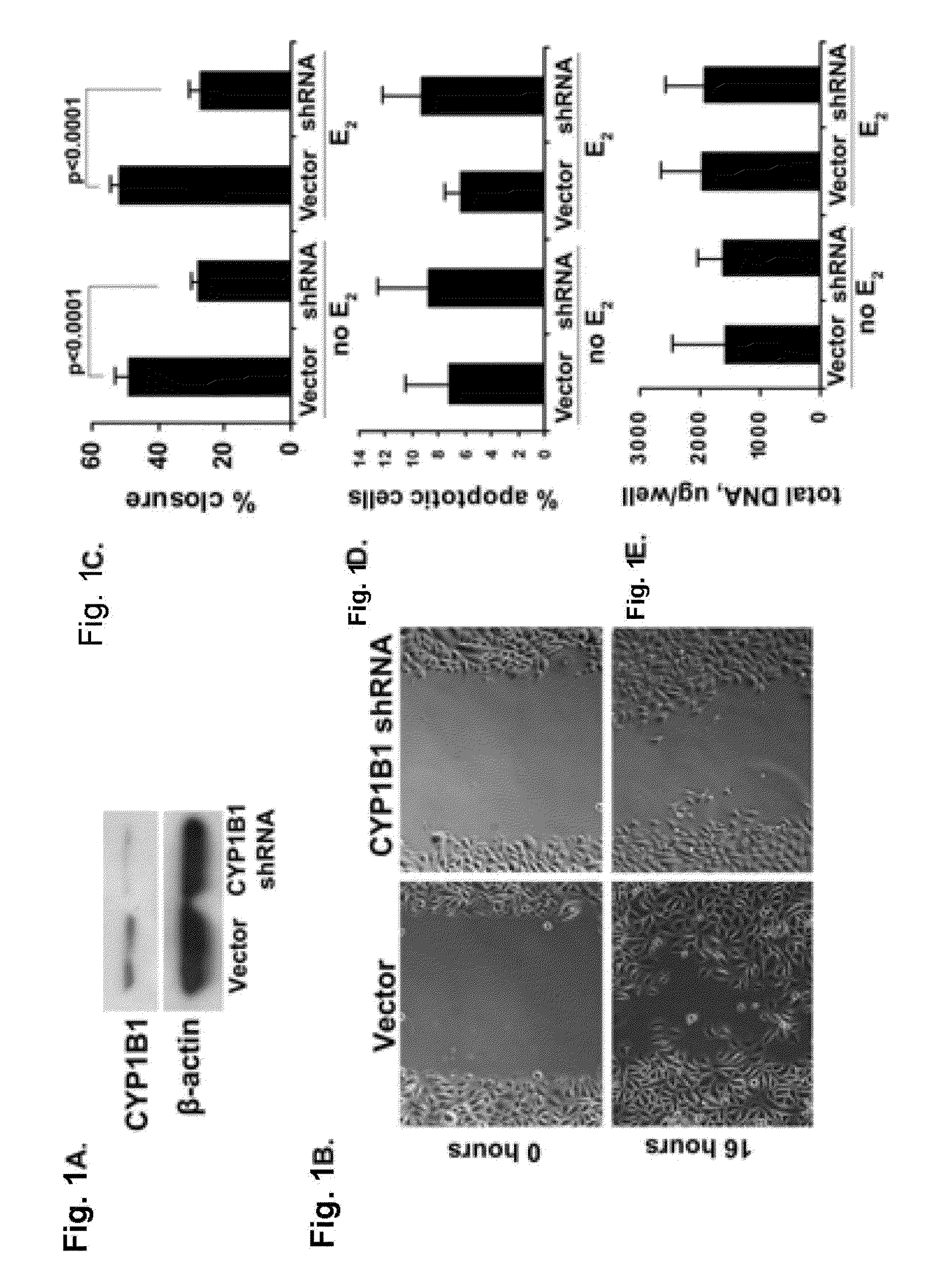 Targeting of CYP1B1 in the treatment of head and neck cancer and lung cancer