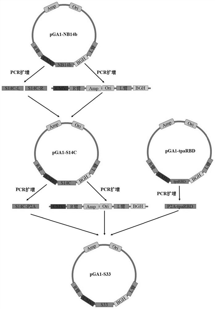 Adenovirus vector vaccine for preventing SARS-CoV-2 original strain and Beta strain