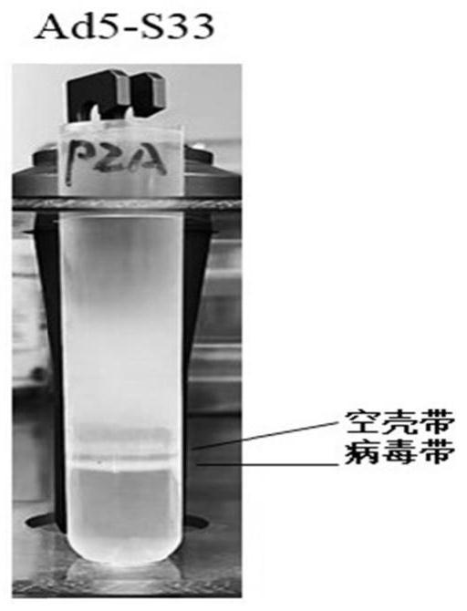 Adenovirus vector vaccine for preventing SARS-CoV-2 original strain and Beta strain