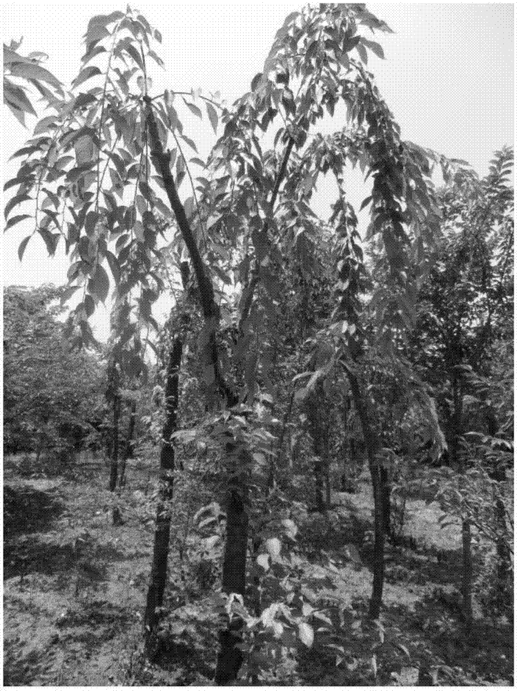 Top grafting and cultivation method of cerasus yedoensis using cerasus conradinae as stock