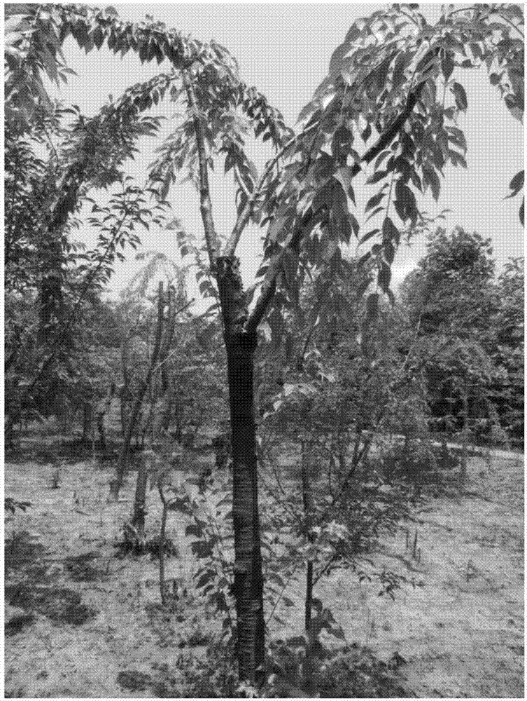 Top grafting and cultivation method of cerasus yedoensis using cerasus conradinae as stock
