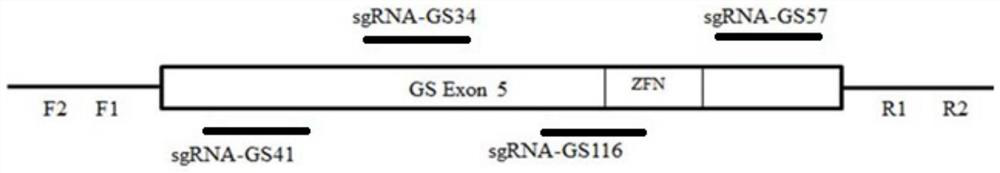 Construction method of GS gene-knockout CHO-K1 cell strain and suspension cell monocloning