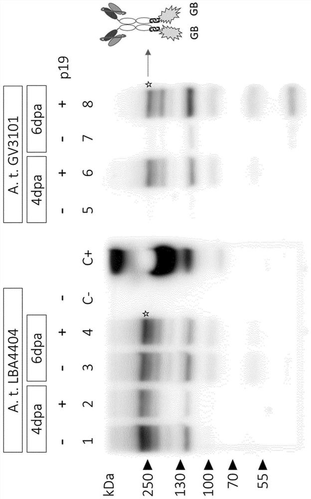 Method of producing a binder-toxin fusion protein in a plant cell or a whole plant