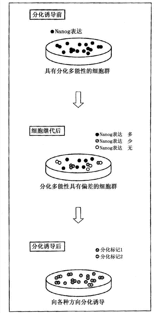 Method for monitoring state of differentiation in stem cells