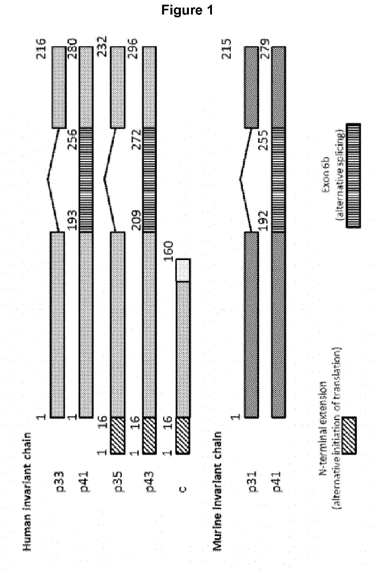 Fusion peptides with antigens linked to short fragments of invariant chain(CD74)