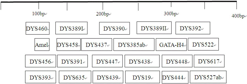 Method and system for Y-STR typing of individual man