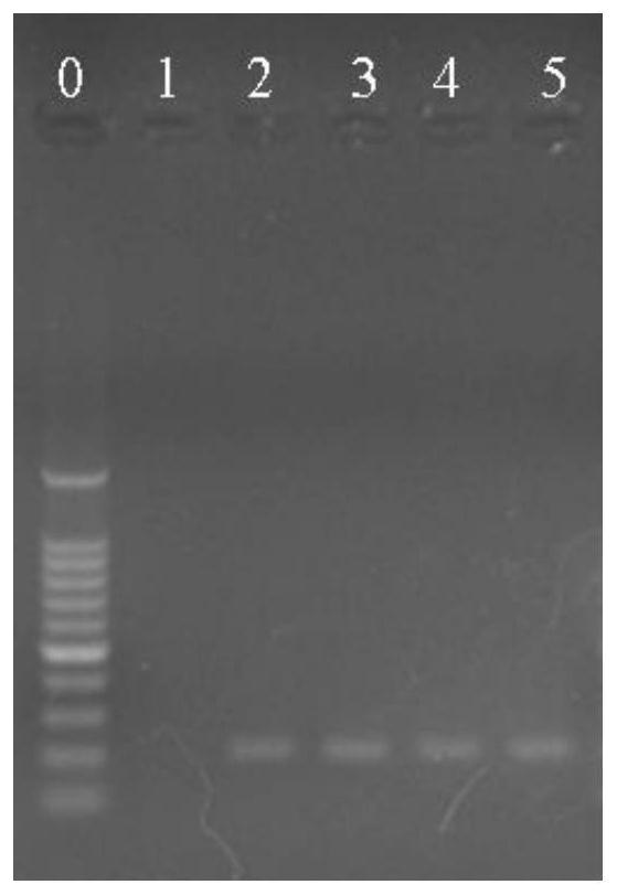 Molecular marker, detection primer and detection method for identifying lactobacillus plantarum and lactobacillus pentosus