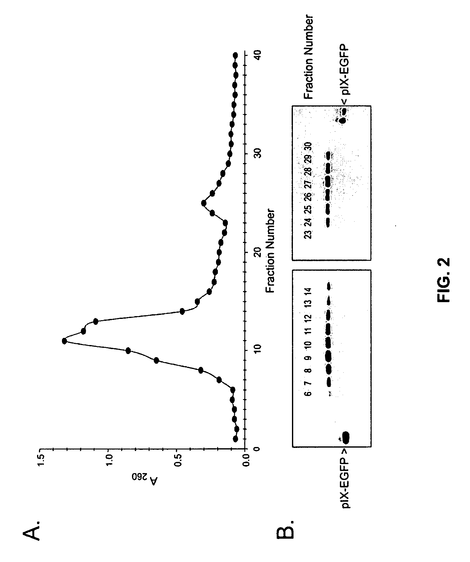 Shielded adenoviral vectors and methods of use