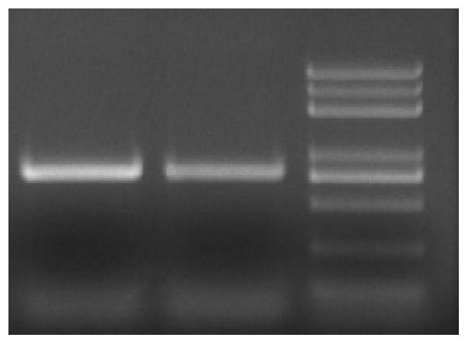 Application of a soybean E3 ubiquitin ligase family gene gmrnf1a