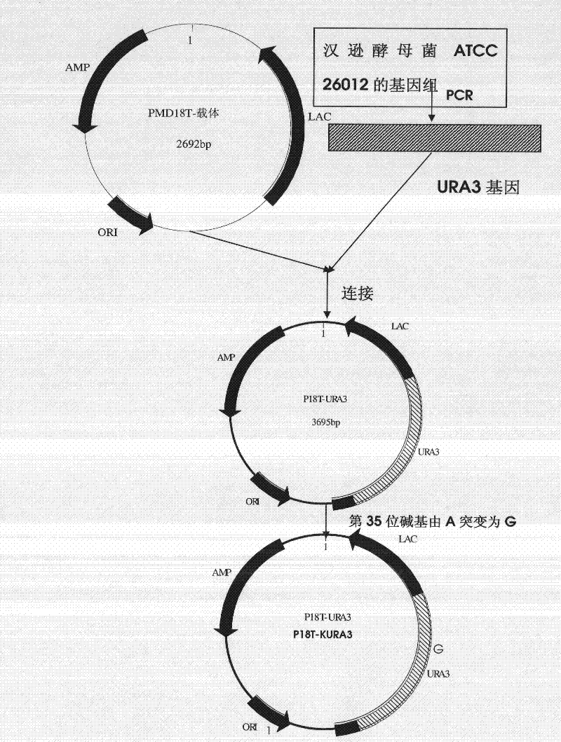 DNA sequence, recombinant vector, single and double auxotrophic Hansenula polymorpha, and preparation method thereof