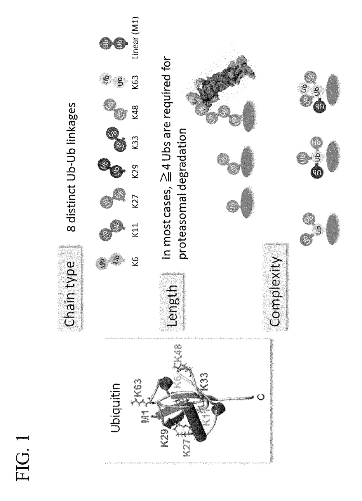 Method for determining ubiquitin chain length