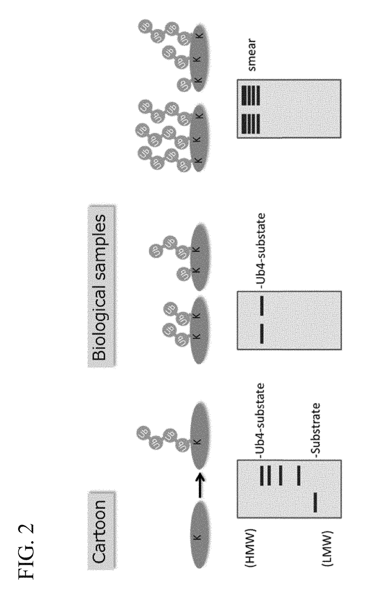 Method for determining ubiquitin chain length