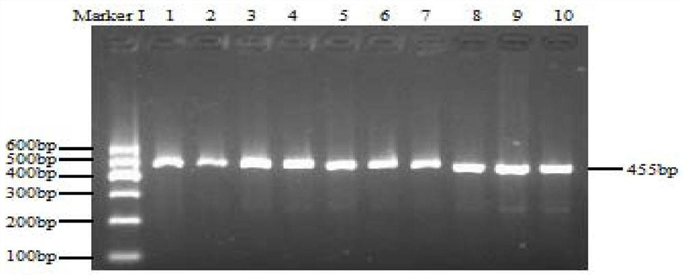 Method and application of bovine serpina3 gene genetic marker-assisted detection of bovine growth and carcass traits