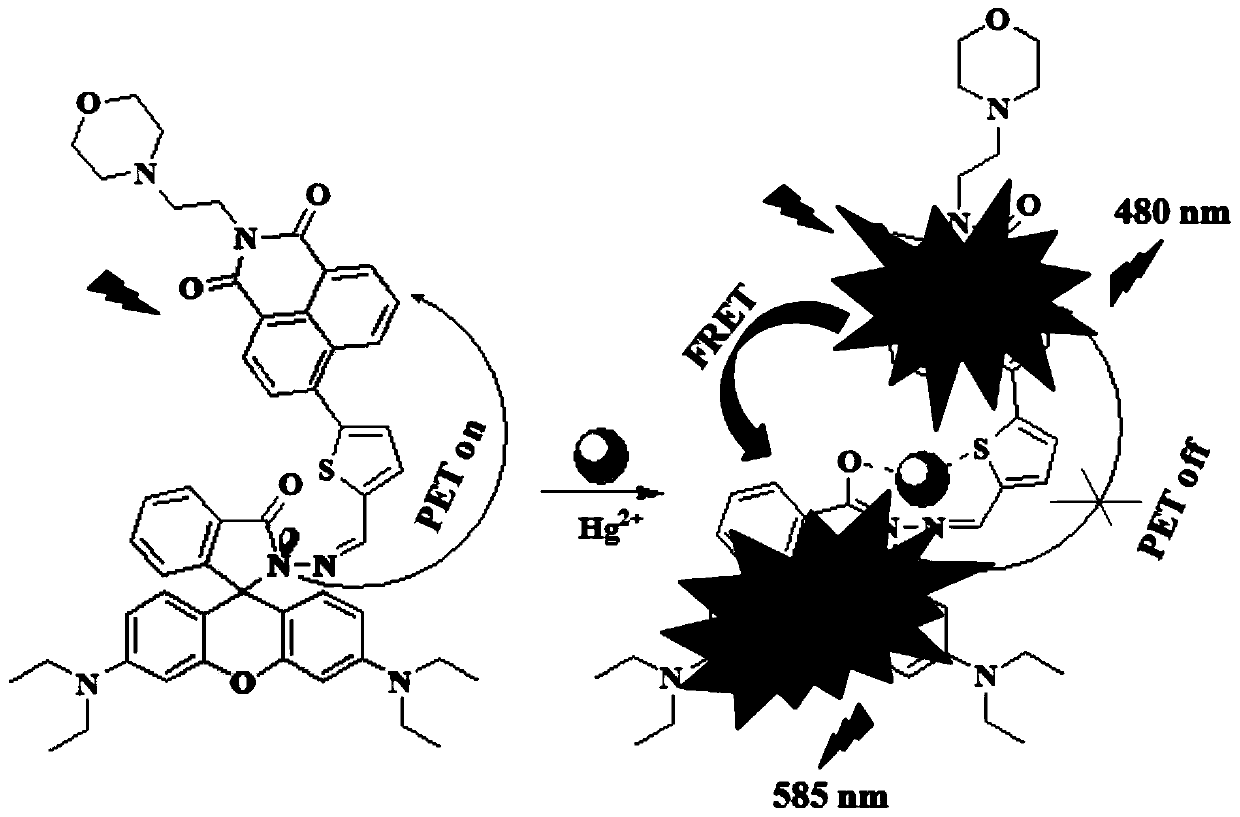 A kind of compound and its application based on naphthalimide-rhodamine