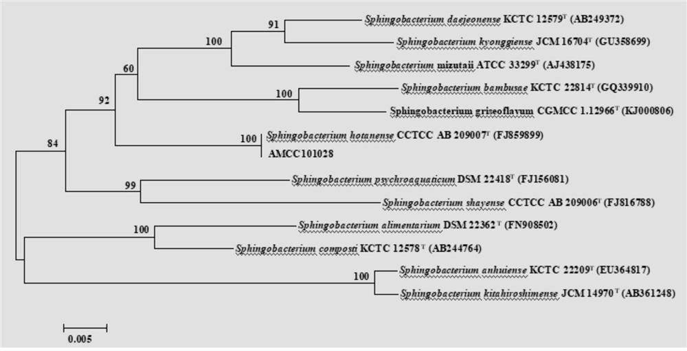 Application of a sphingobacterium hotanense in the control of parasitic nematodes