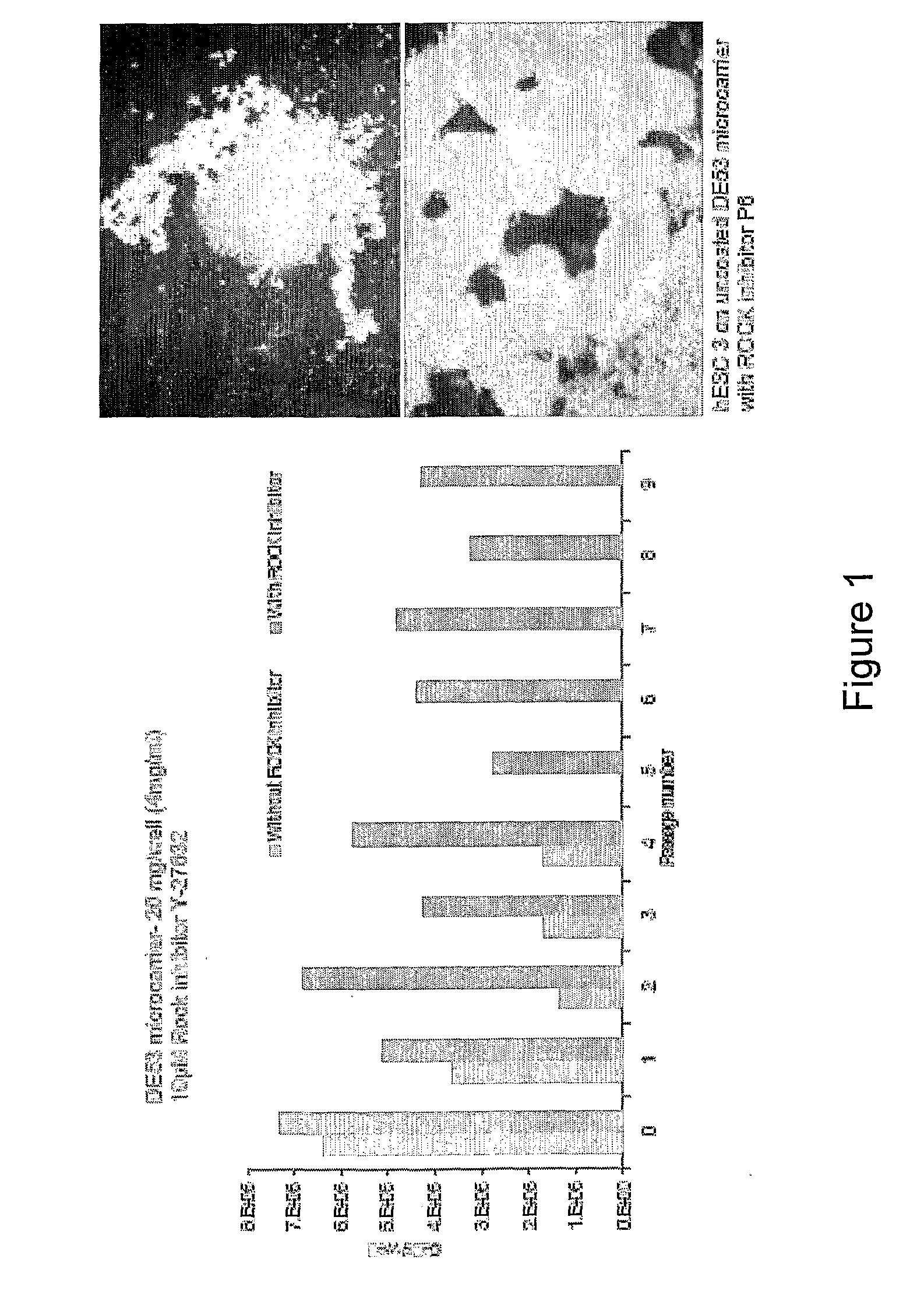 Culture of pluripotent and multipotent cells on microcarriers