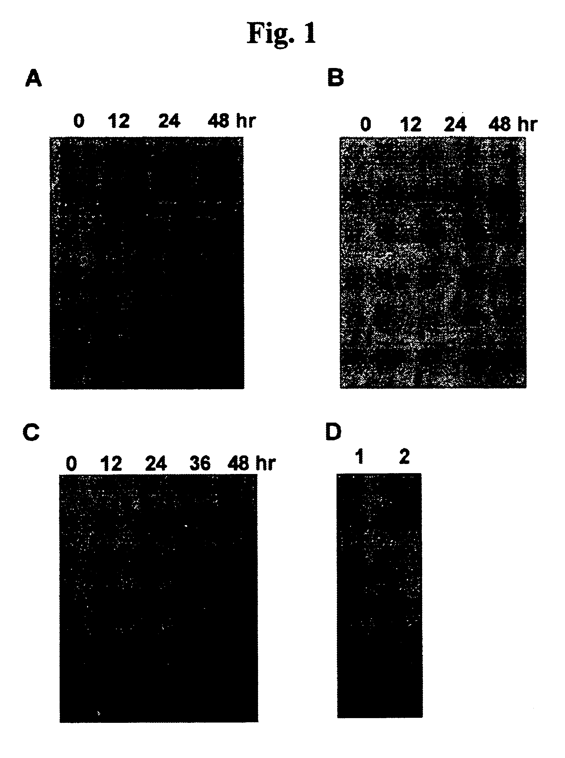 Endonuclease of immune cell, process for producing the same and immune adjuvant using the same