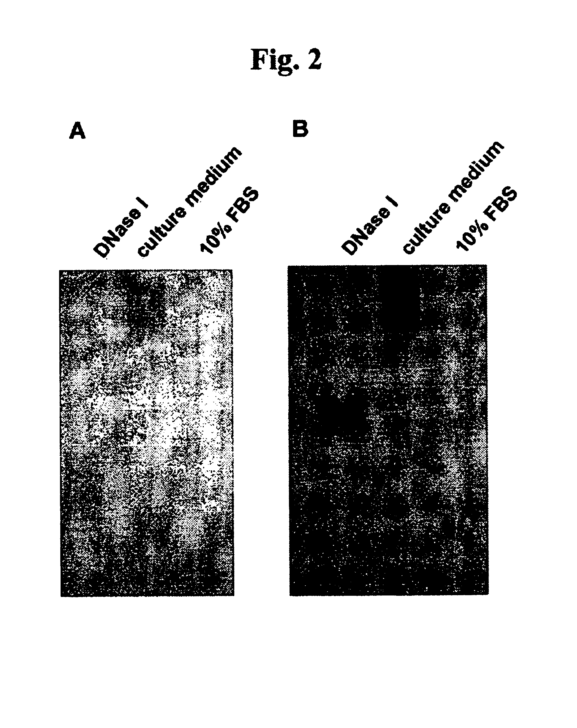 Endonuclease of immune cell, process for producing the same and immune adjuvant using the same