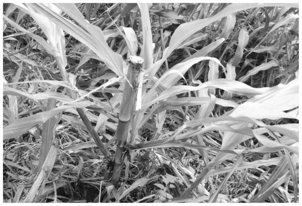 A high-efficiency multiplication method for perennial forage corn