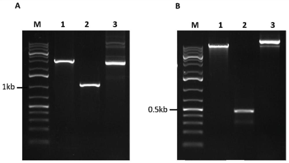 Agrobacterium tumefaciens and CRISPR-Cas9-mediated gene site-directed insertion inactivation method and its application