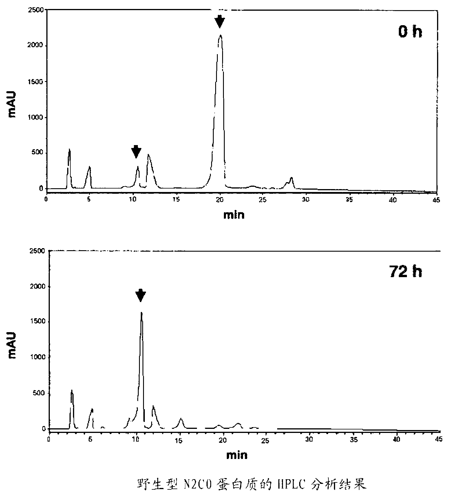 Novel enzyme protein, process for production of enzyme protein, and gene encoding enzyme protein