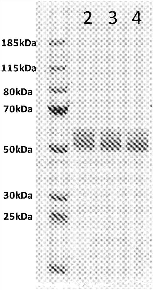 Fms-like tyrosine kinase 3 ligand (FLT3L)-based chimeric proteins