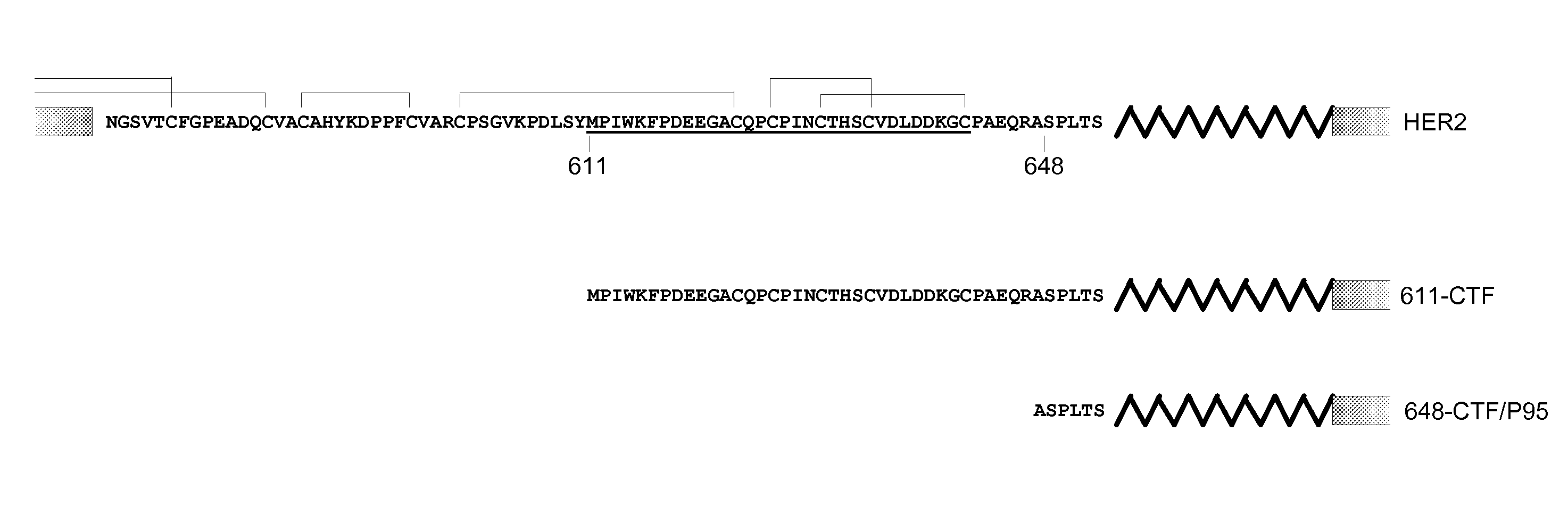 Antibodies Against HER2 Truncated Variant CTF-611