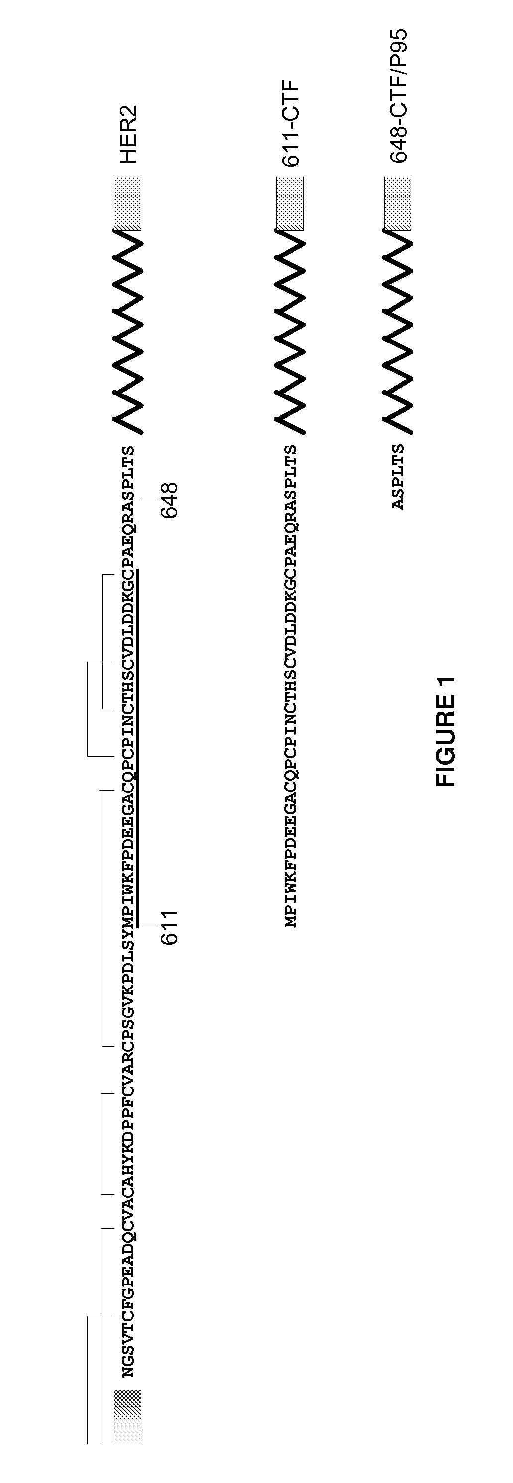 Antibodies Against HER2 Truncated Variant CTF-611