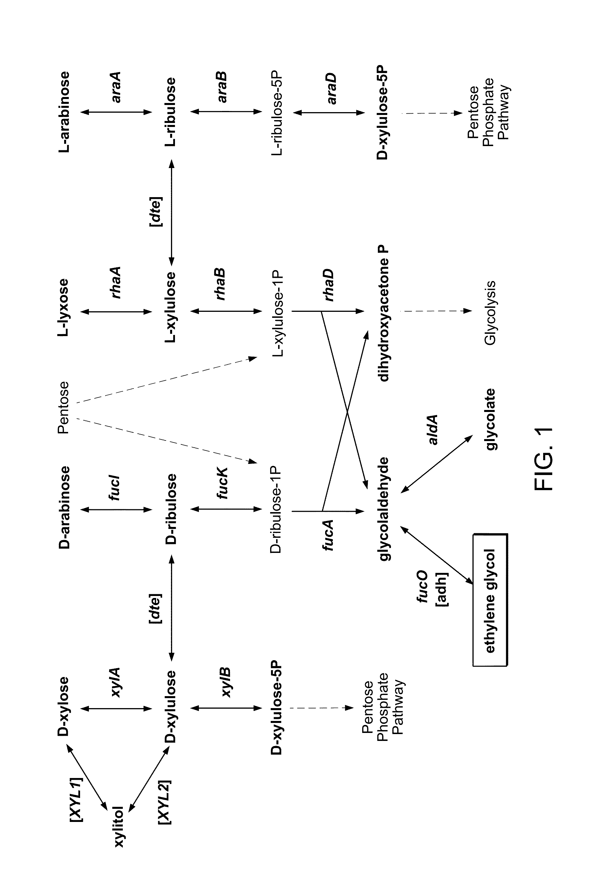 Engineering microbes and metabolic pathways for the production of ethylene glycol