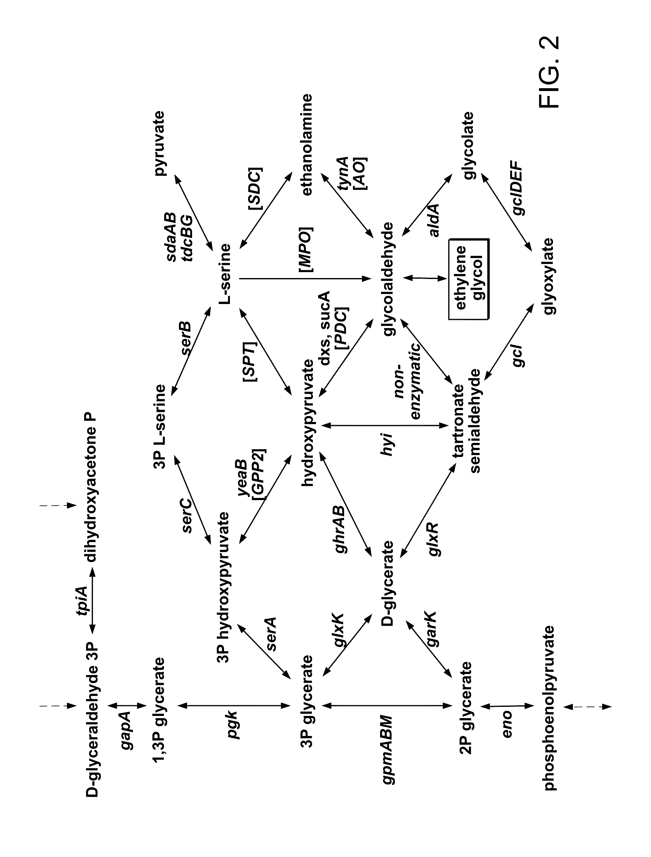 Engineering microbes and metabolic pathways for the production of ethylene glycol