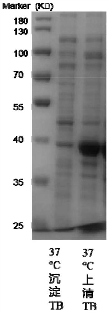 Method for preparing recombinant cystatin C